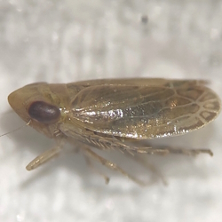 Arocephalus languidus
